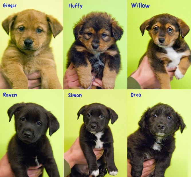 Litter of 5 pups for adoption