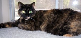 Theresa, an adoptable Tortoiseshell & Domestic Short Hair Mix in Vacaville, CA_image-1