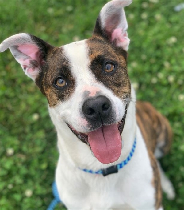 Copper, an adoptable Mixed Breed in Columbus, OH, 43224 | Photo Image 1