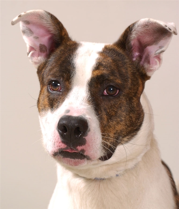 Copper, an adoptable Mixed Breed in Columbus, OH, 43224 | Photo Image 2