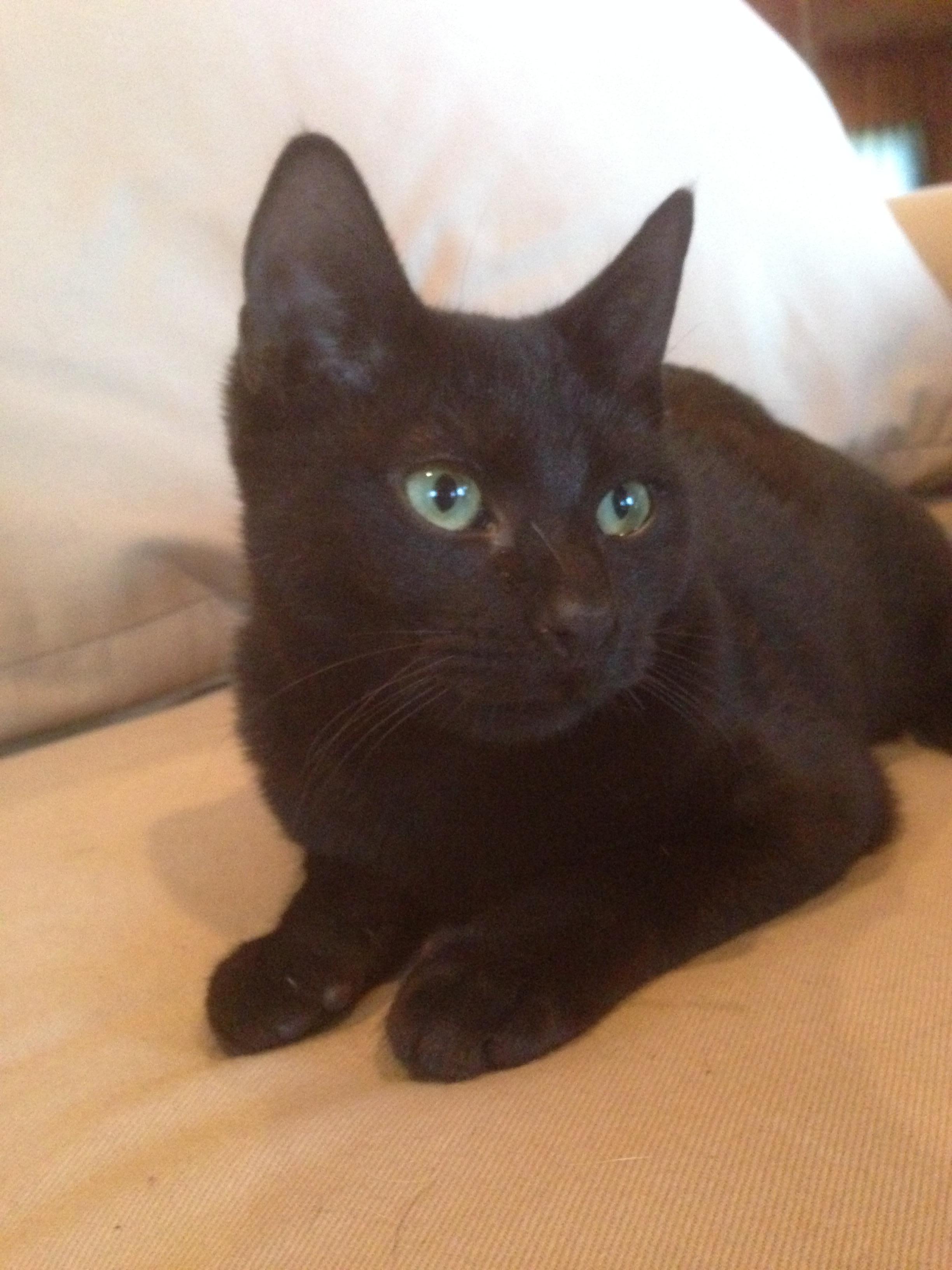 Mason, an adoptable Domestic Short Hair in Dallas, TX, 75228 | Photo Image 2