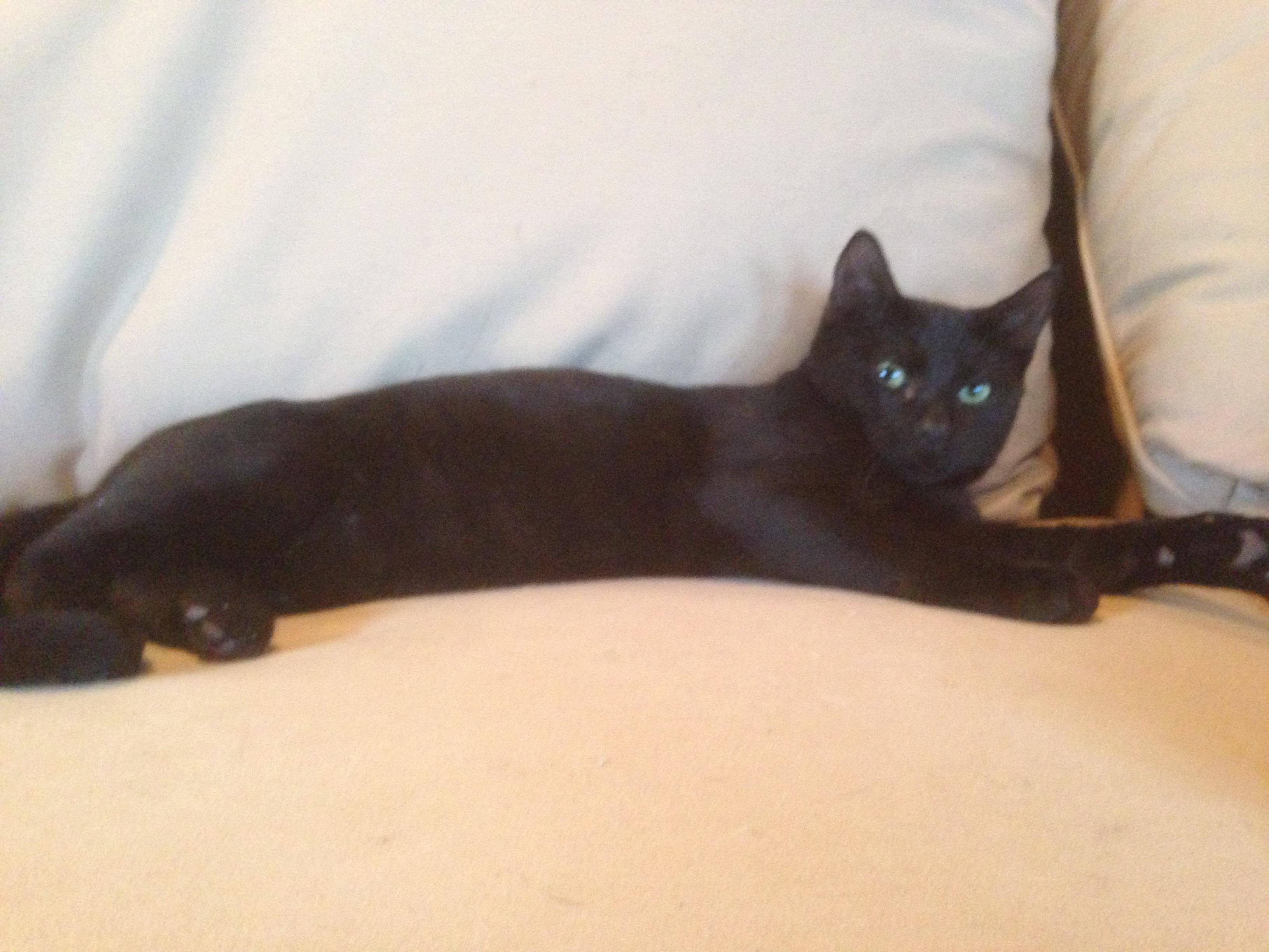 Mason, an adoptable Domestic Short Hair in Dallas, TX, 75228 | Photo Image 1