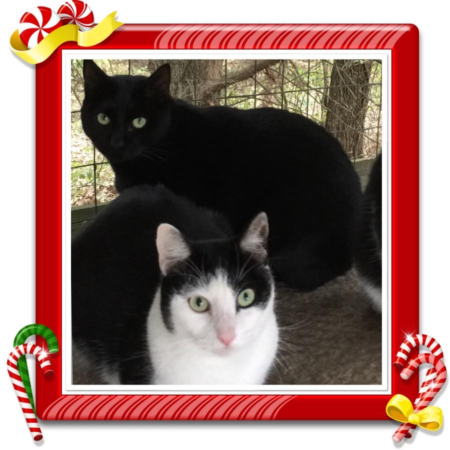 Mason, an adoptable Domestic Short Hair in Dallas, TX, 75228 | Photo Image 3