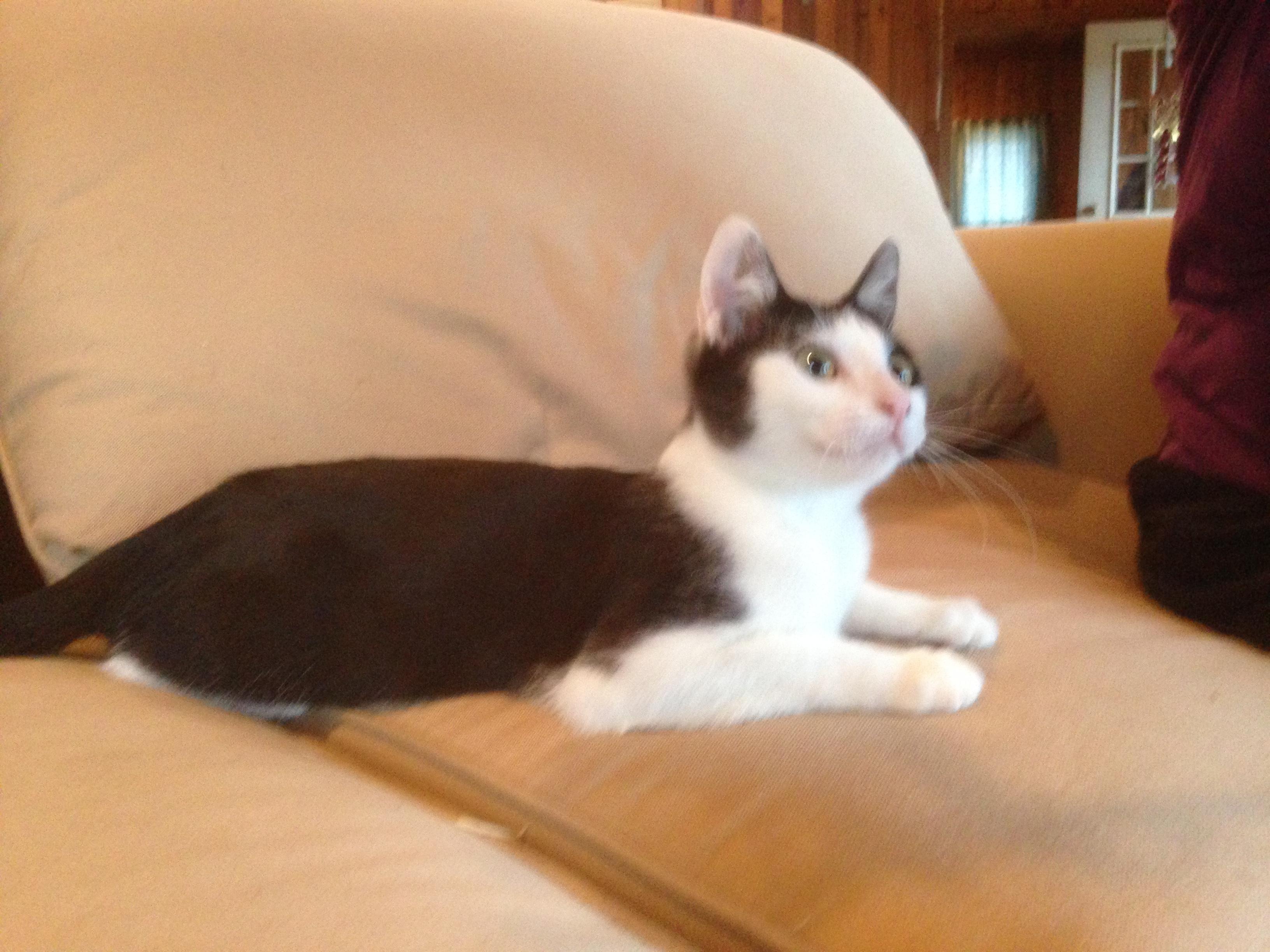 Kelli, an adoptable American Shorthair in Dallas, TX, 75228 | Photo Image 2