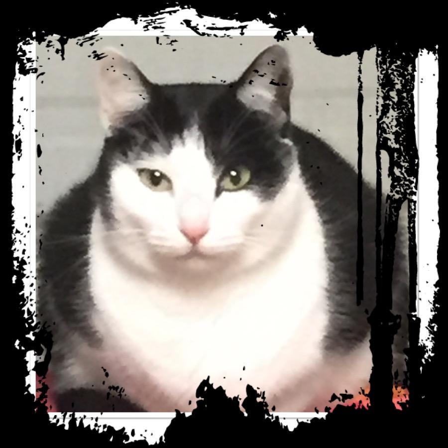 Kelli, an adoptable American Shorthair in Dallas, TX, 75228 | Photo Image 3
