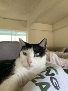 Kelli, an adoptable American Shorthair in Dallas, TX, 75228 | Photo Image 4