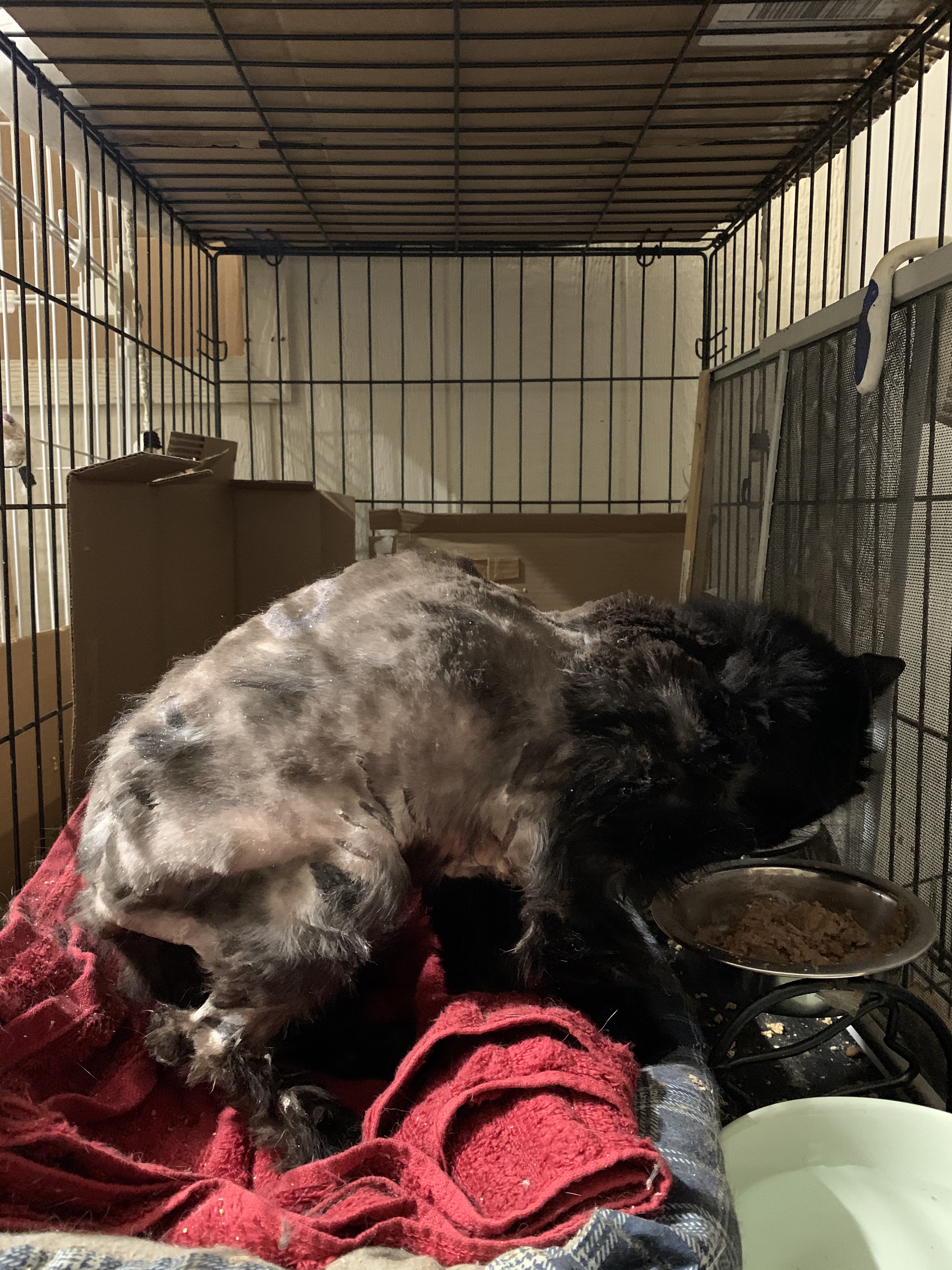 Kelli, an adoptable American Shorthair in Dallas, TX, 75228 | Photo Image 5