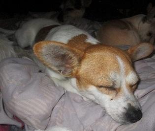 Pumpkin, an adoptable Chihuahua in Floresville, TX, 78114 | Photo Image 2