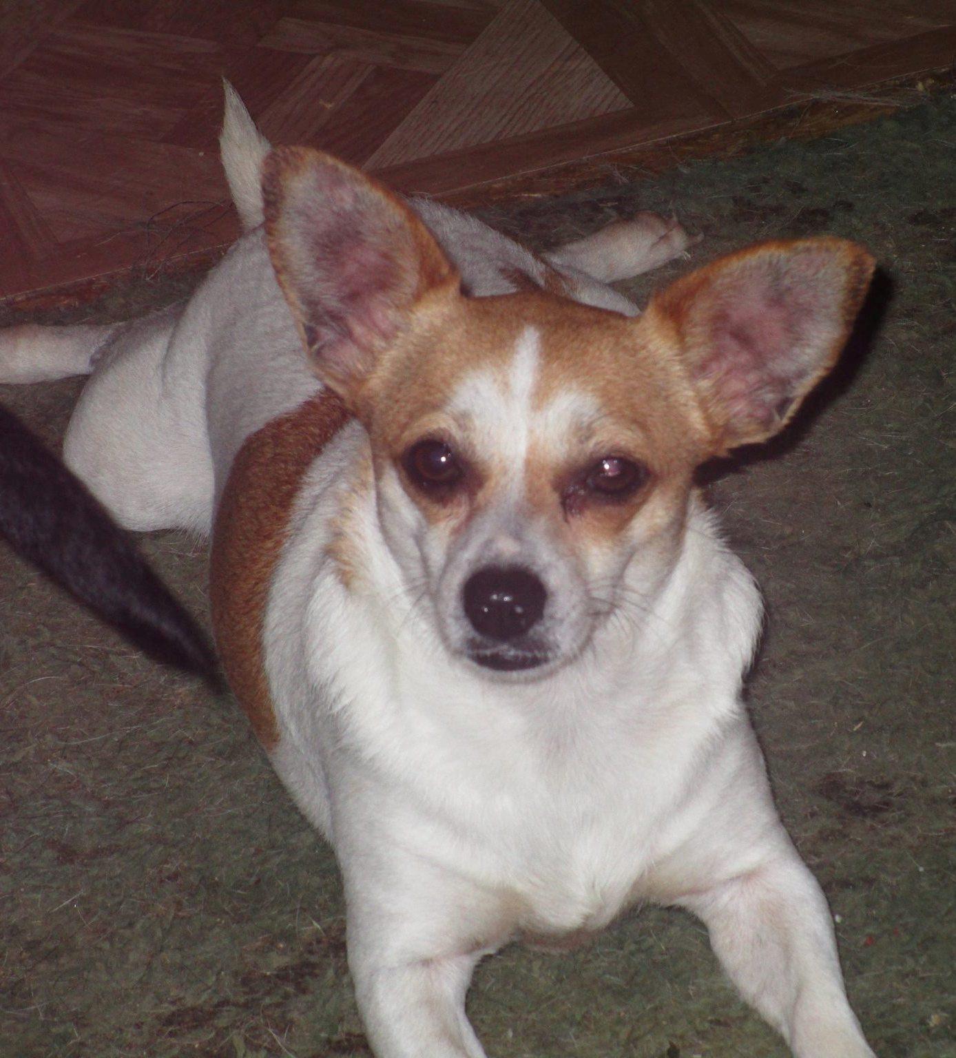 Pumpkin, an adoptable Chihuahua in Floresville, TX, 78114 | Photo Image 1