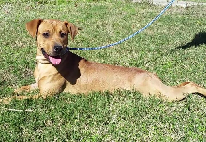 Dog For Adoption Valencia A Black Mouth Cur Pit Bull Terrier Mix In Goliad Tx Petfinder