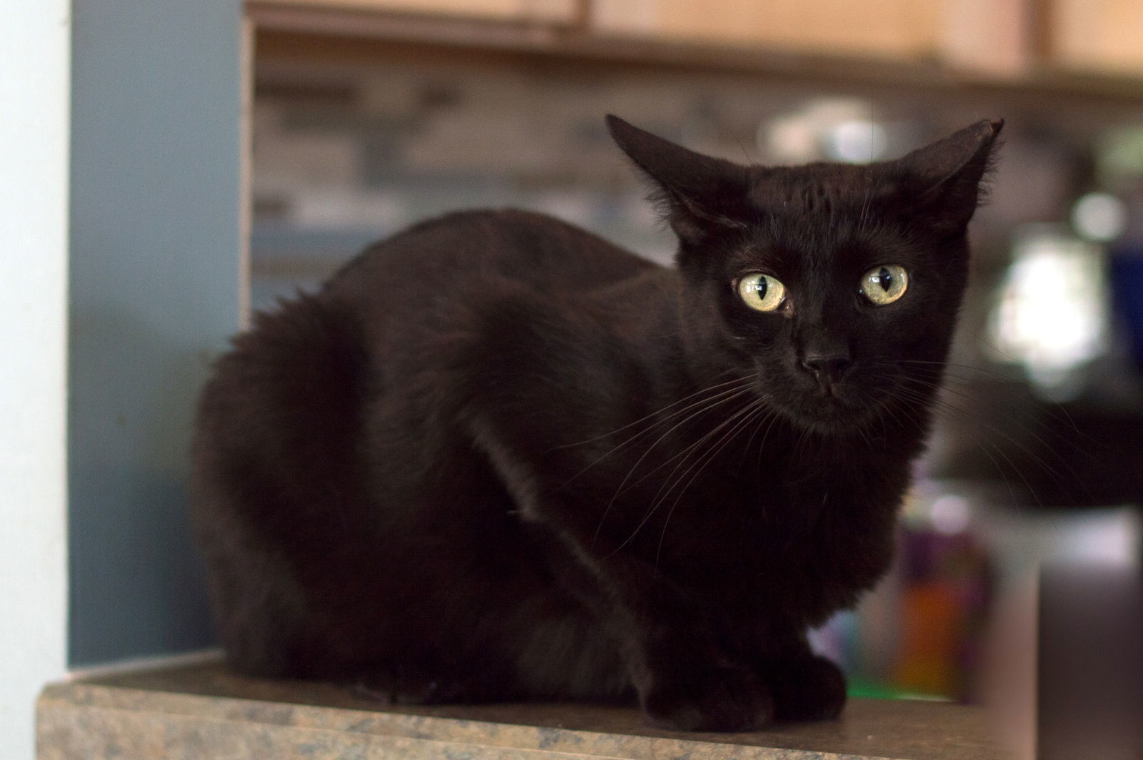 Anouk, an adoptable Domestic Short Hair in Philadelphia, PA, 19111 | Photo Image 1