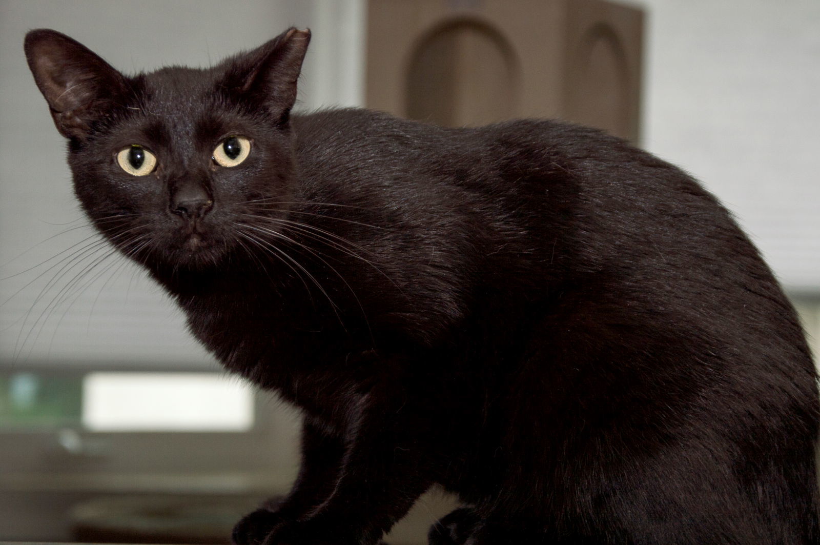 Anouk, an adoptable Domestic Short Hair in Philadelphia, PA, 19111 | Photo Image 2