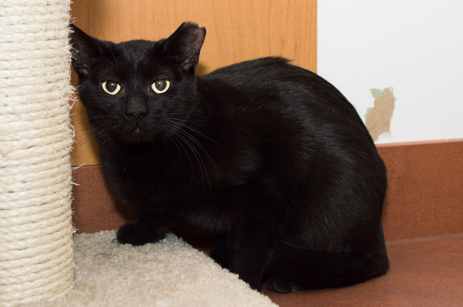 Anouk, an adoptable Domestic Short Hair in Philadelphia, PA, 19111 | Photo Image 3