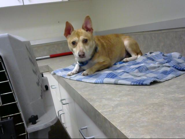 OLAF, an adoptable Cardigan Welsh Corgi, Mixed Breed in Santa Maria, CA, 93455 | Photo Image 1