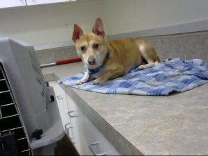 OLAF Cardigan Welsh Corgi Dog