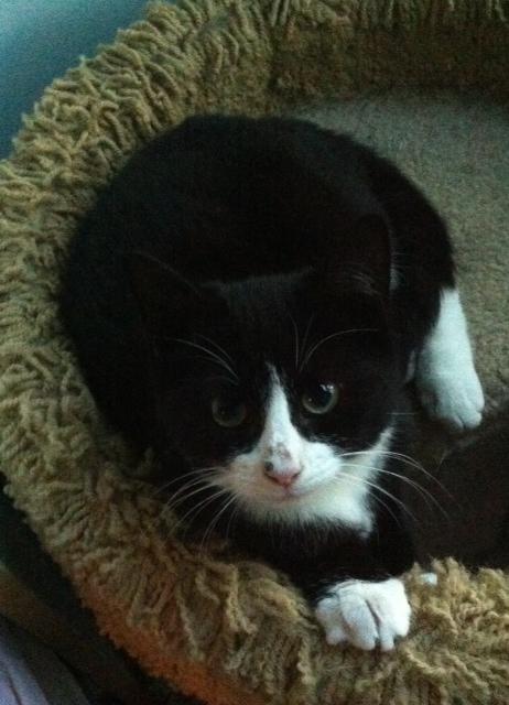 Spencer, an adoptable Domestic Short Hair, Tuxedo in Westfield, NJ, 07090 | Photo Image 1