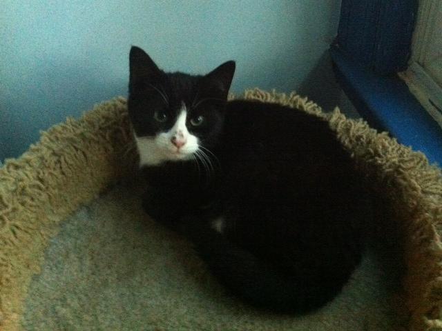 Spencer, an adoptable Domestic Short Hair, Tuxedo in Westfield, NJ, 07090 | Photo Image 2