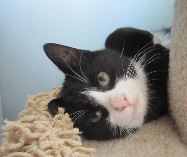 Spencer, an adoptable Domestic Short Hair, Tuxedo in Westfield, NJ, 07090 | Photo Image 3