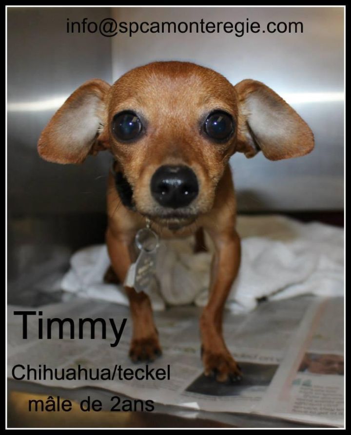 Timmy - in a foster home 2