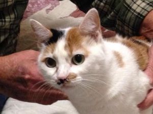 Penny Calico Cat