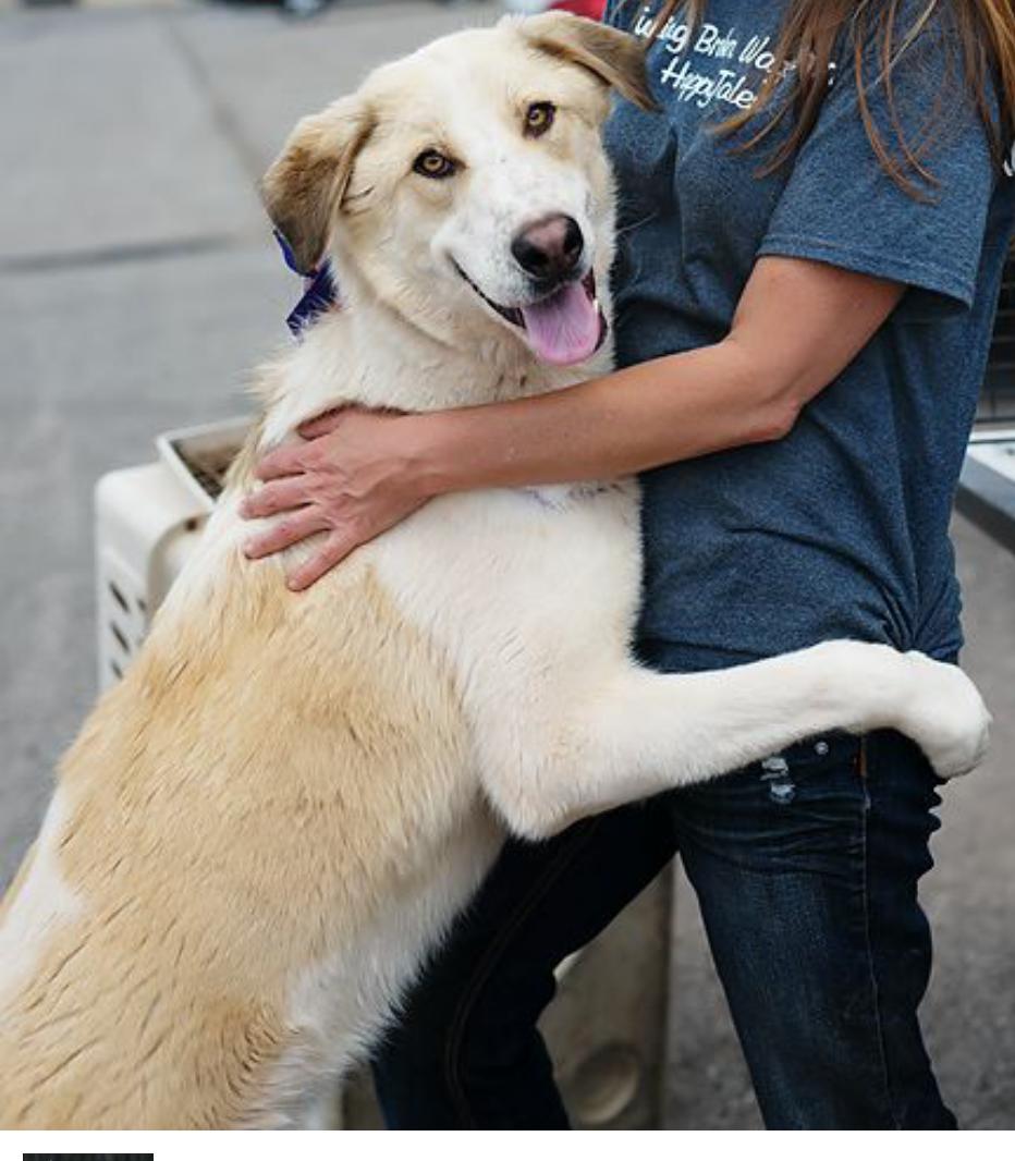 Sonic, an adoptable Labrador Retriever in Tuttle, OK, 73089 | Photo Image 2