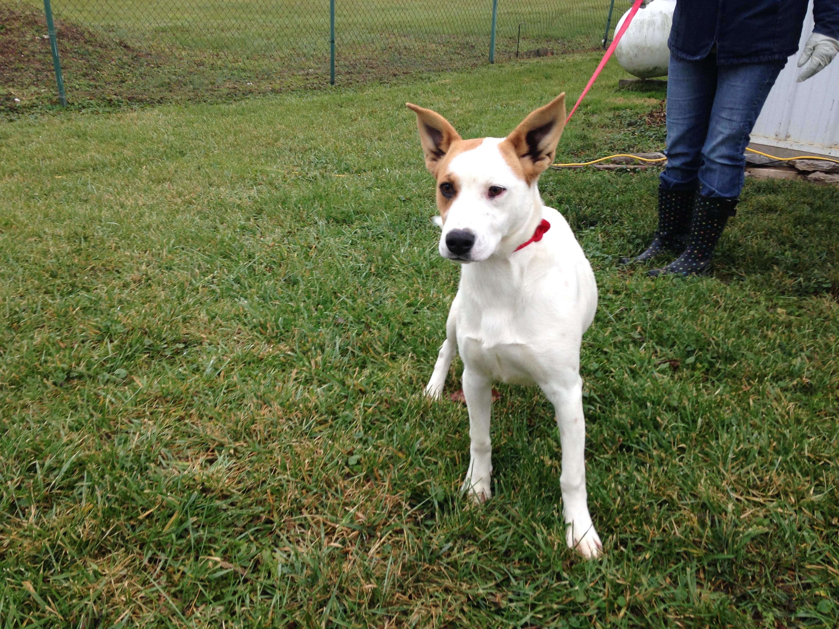 Abby (was Baby Girl), an adoptable Pointer, Boxer in Albany, NY, 12205 | Photo Image 2