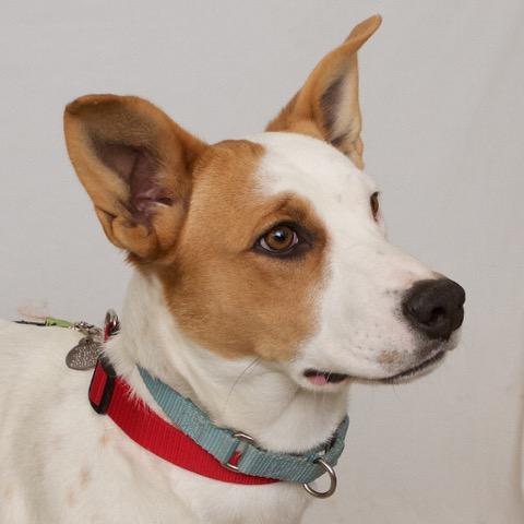 Abby (was Baby Girl), an adoptable Pointer, Boxer in Albany, NY, 12205 | Photo Image 3