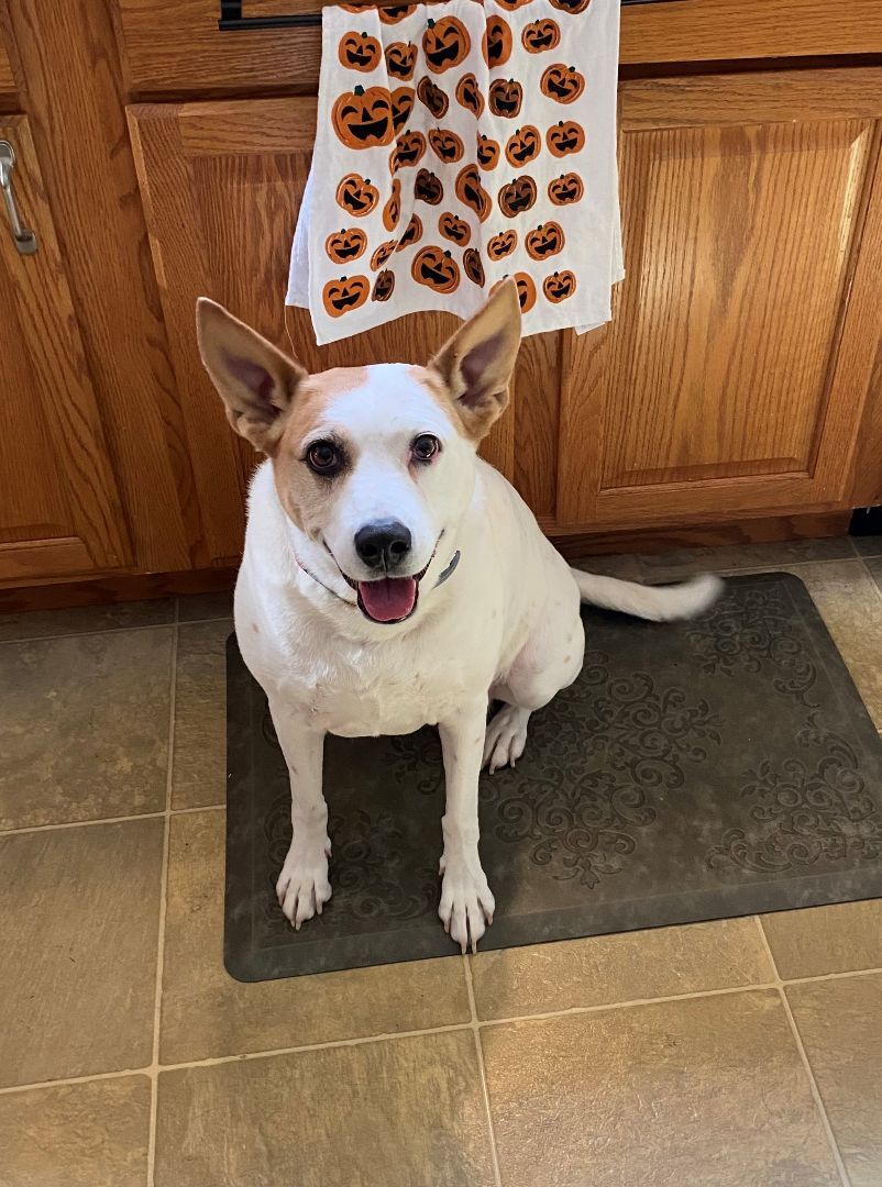 Abby (was Baby Girl), an adoptable Pointer, Boxer in Albany, NY, 12205 | Photo Image 1