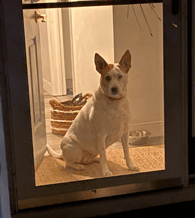 Abby (was Baby Girl), an adoptable Pointer, Boxer in Albany, NY, 12205 | Photo Image 4