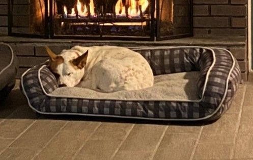 Abby (was Baby Girl), an adoptable Pointer, Boxer in Albany, NY, 12205 | Photo Image 5