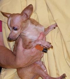 Chiggy (& Blondie), an adoptable Chihuahua in Floresville, TX, 78114 | Photo Image 1
