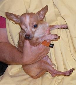 Chiggy (& Blondie), an adoptable Chihuahua in Floresville, TX, 78114 | Photo Image 2