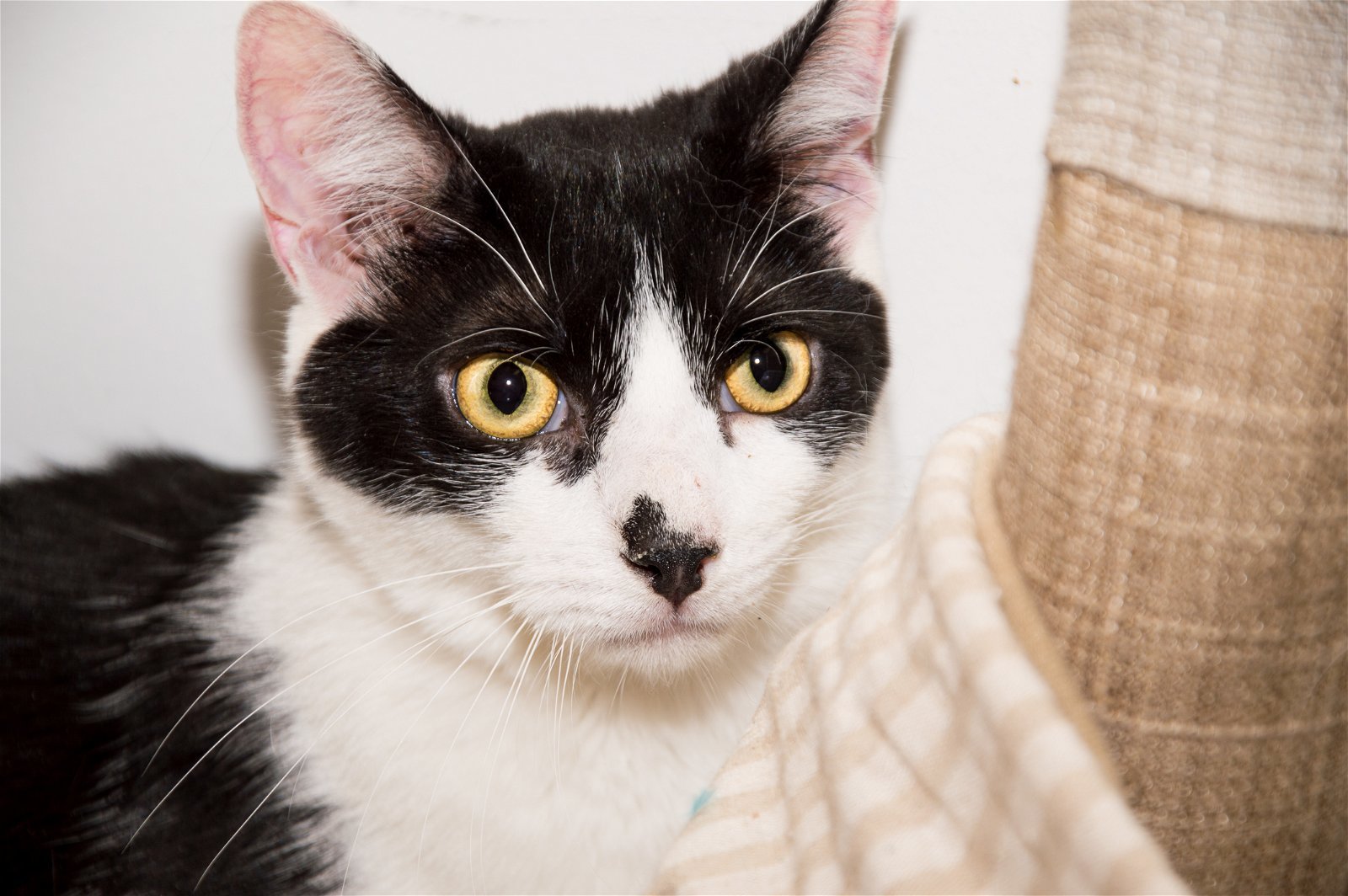 Bucky, an adoptable Domestic Short Hair in Philadelphia, PA, 19111 | Photo Image 1