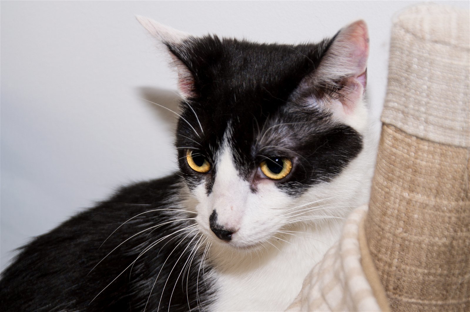 Bucky, an adoptable Domestic Short Hair in Philadelphia, PA, 19111 | Photo Image 2