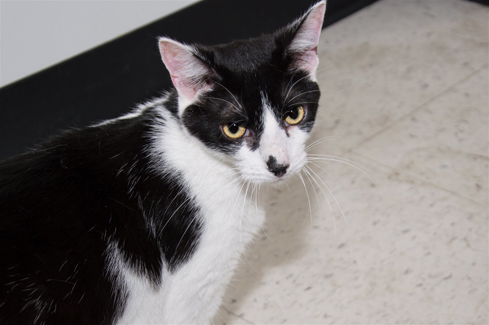 Bucky, an adoptable Domestic Short Hair in Philadelphia, PA, 19111 | Photo Image 3