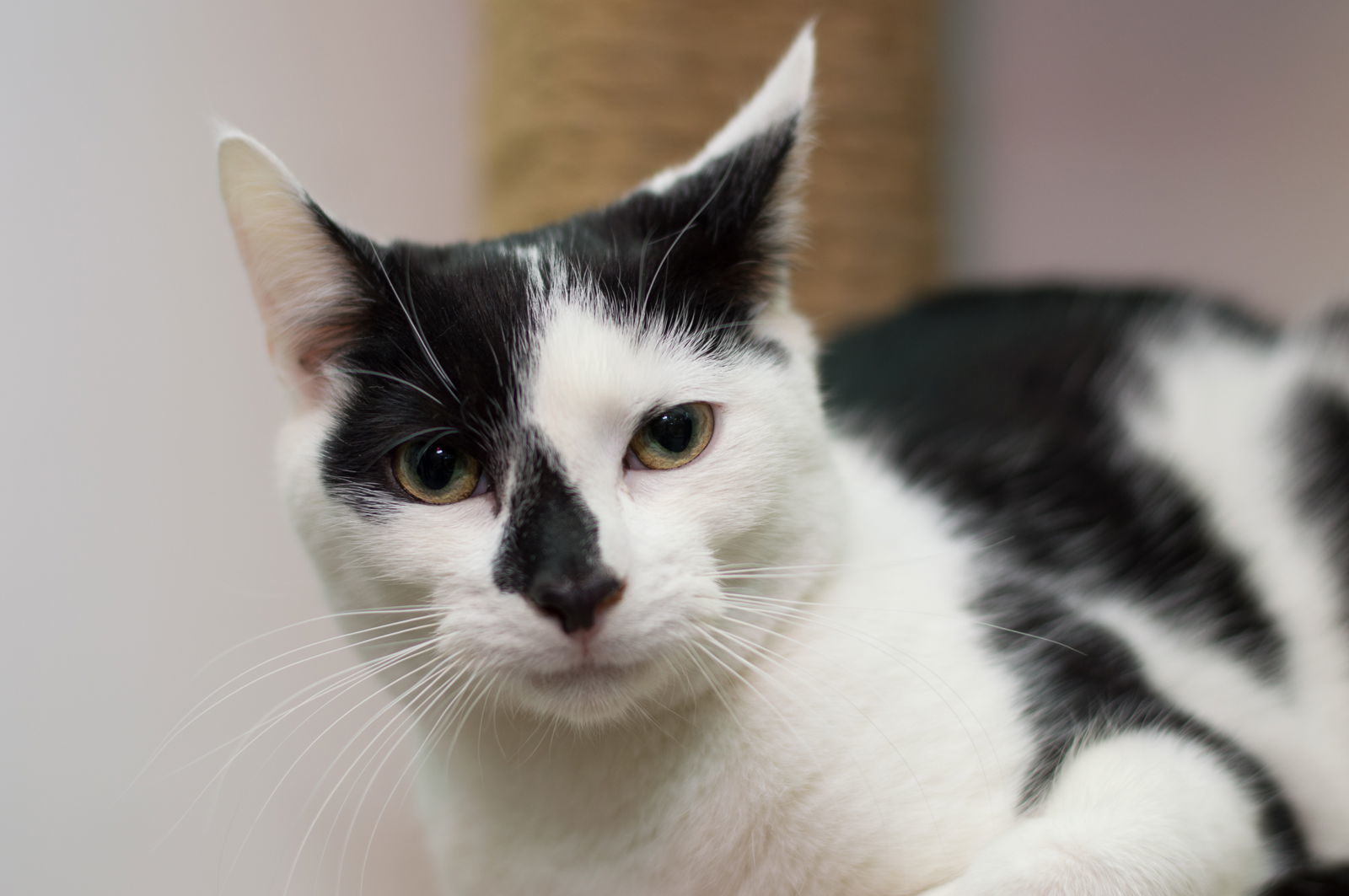 Scooter *video*, an adoptable Domestic Short Hair in Philadelphia, PA, 19111 | Photo Image 1