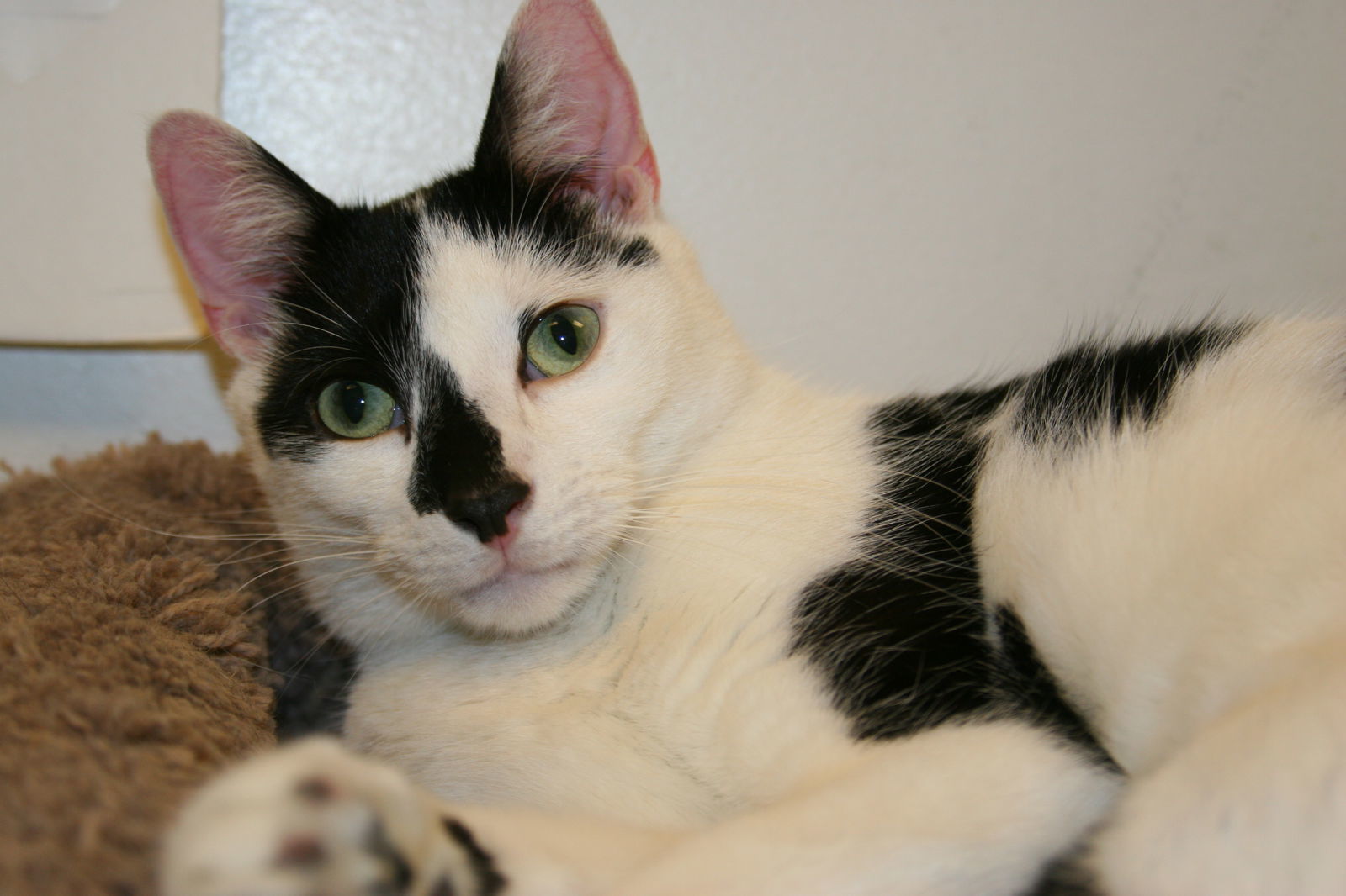 Scooter *video*, an adoptable Domestic Short Hair in Philadelphia, PA, 19111 | Photo Image 2