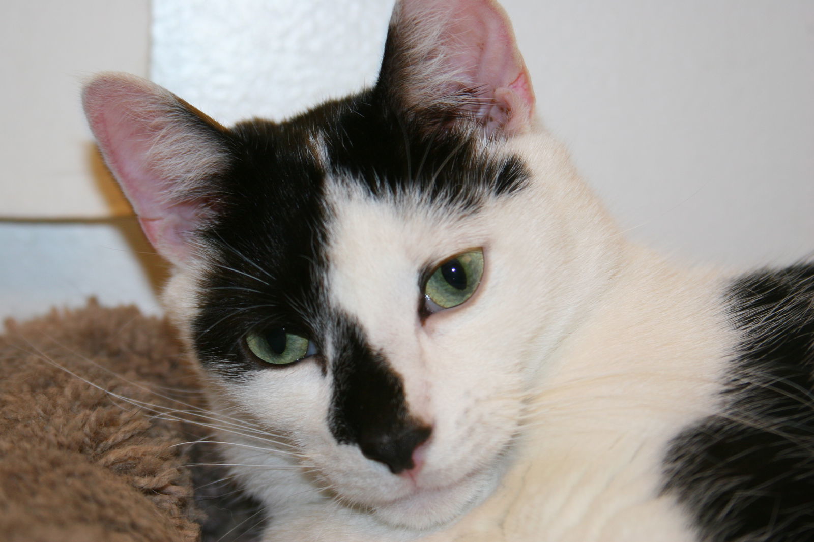 Scooter *video*, an adoptable Domestic Short Hair in Philadelphia, PA, 19111 | Photo Image 3