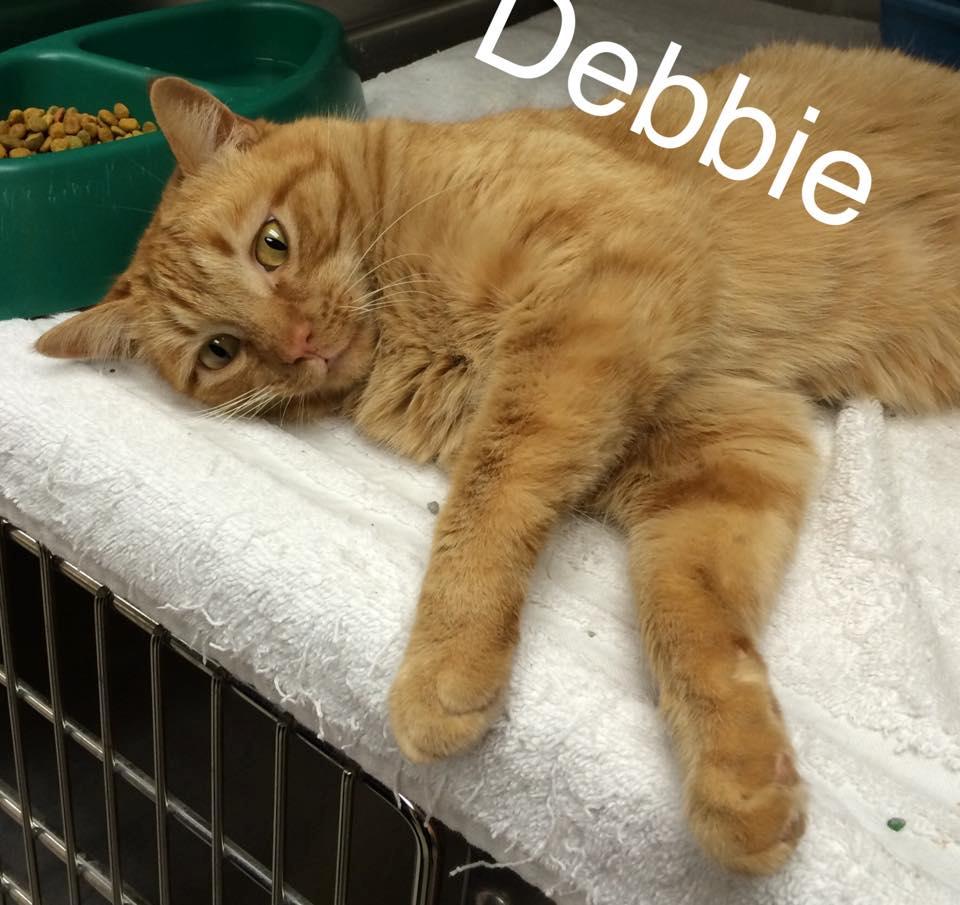 Debbie detail page