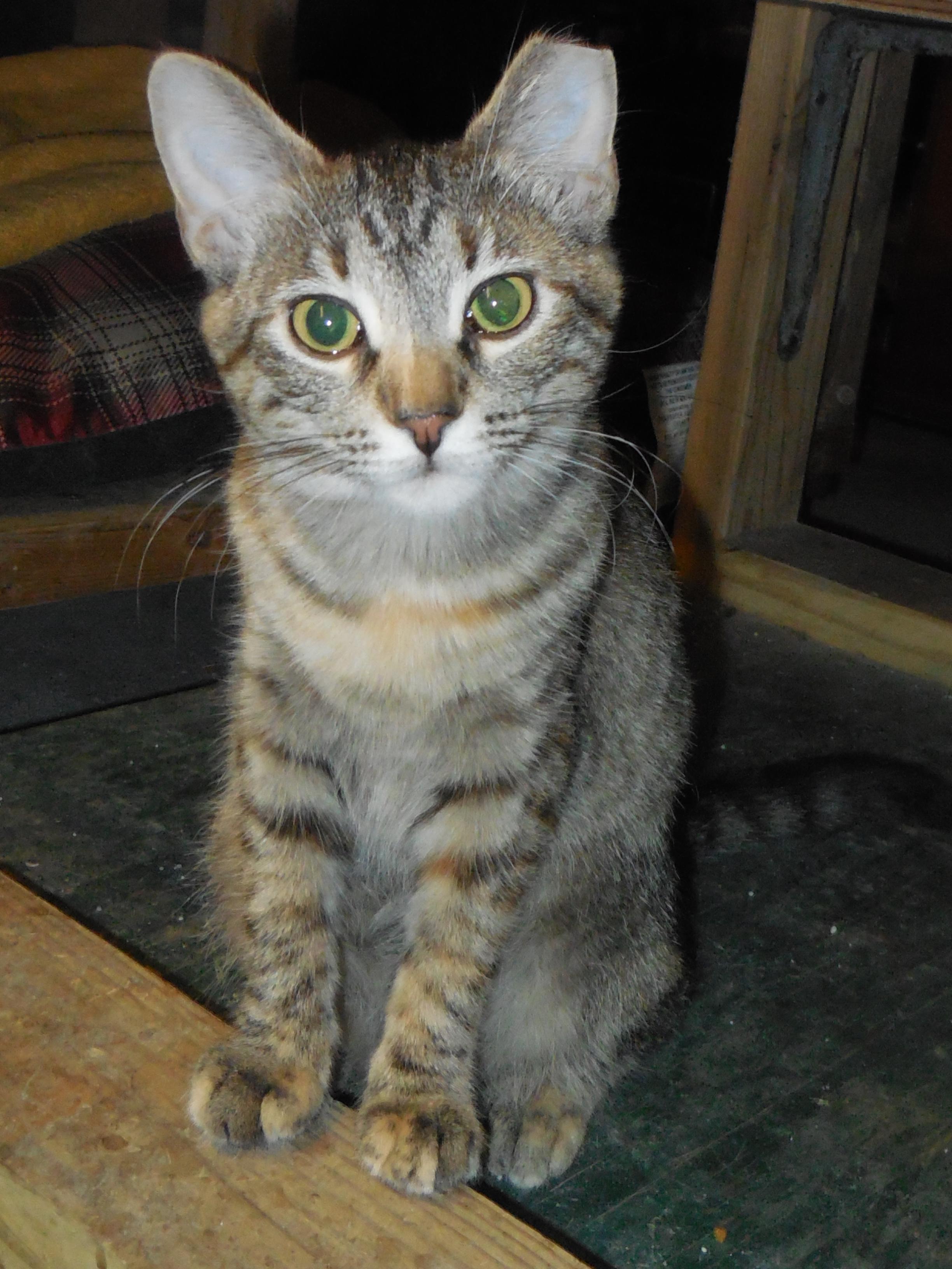 JuJu Bead, an adoptable Tabby in Whiting, IN, 46394 | Photo Image 1