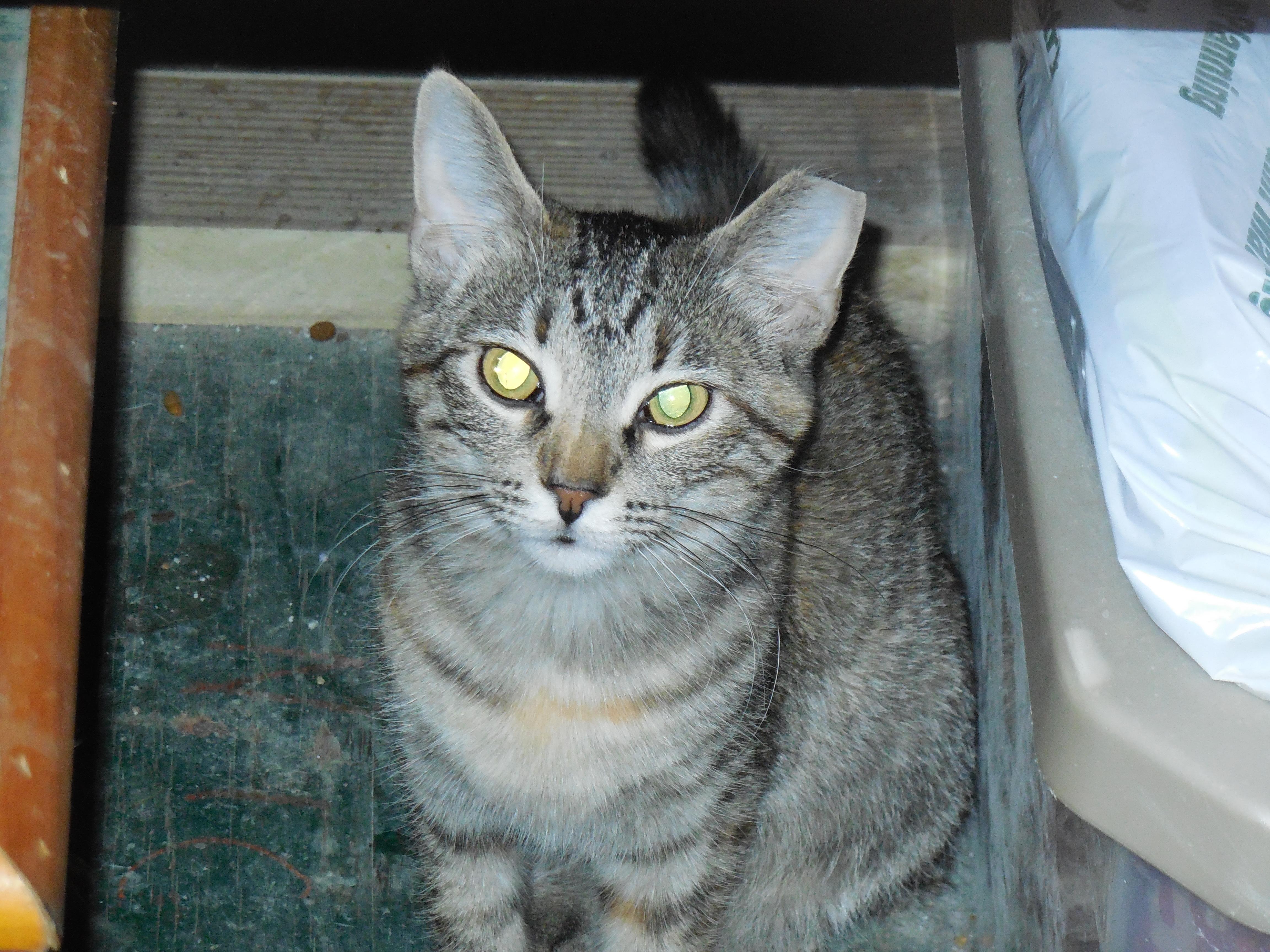 JuJu Bead, an adoptable Tabby in Whiting, IN, 46394 | Photo Image 2