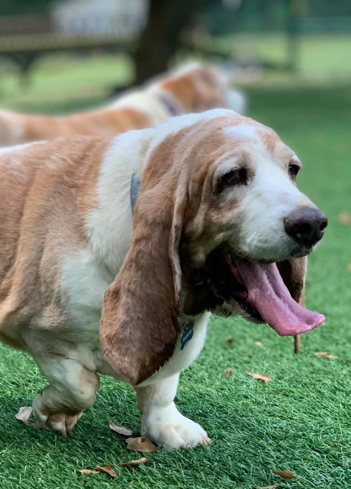 Petfinder store basset hounds