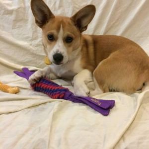 Corgi Mix Pup