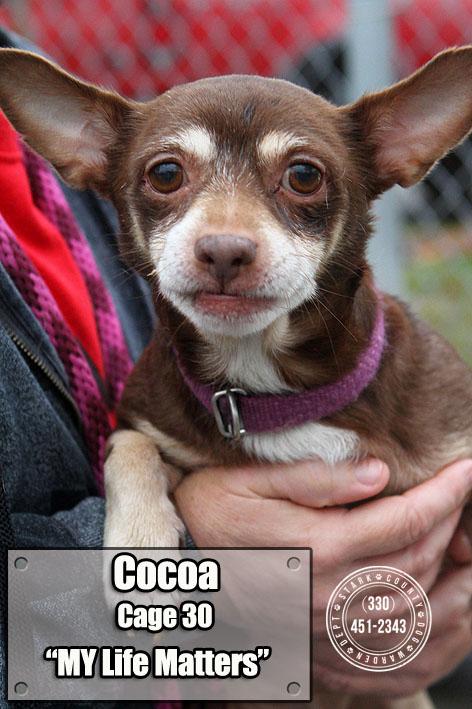 30 Cocoa/Adopted