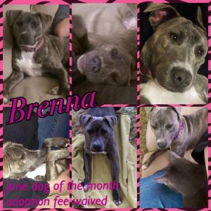 Brenna- June Dog of the Month!
