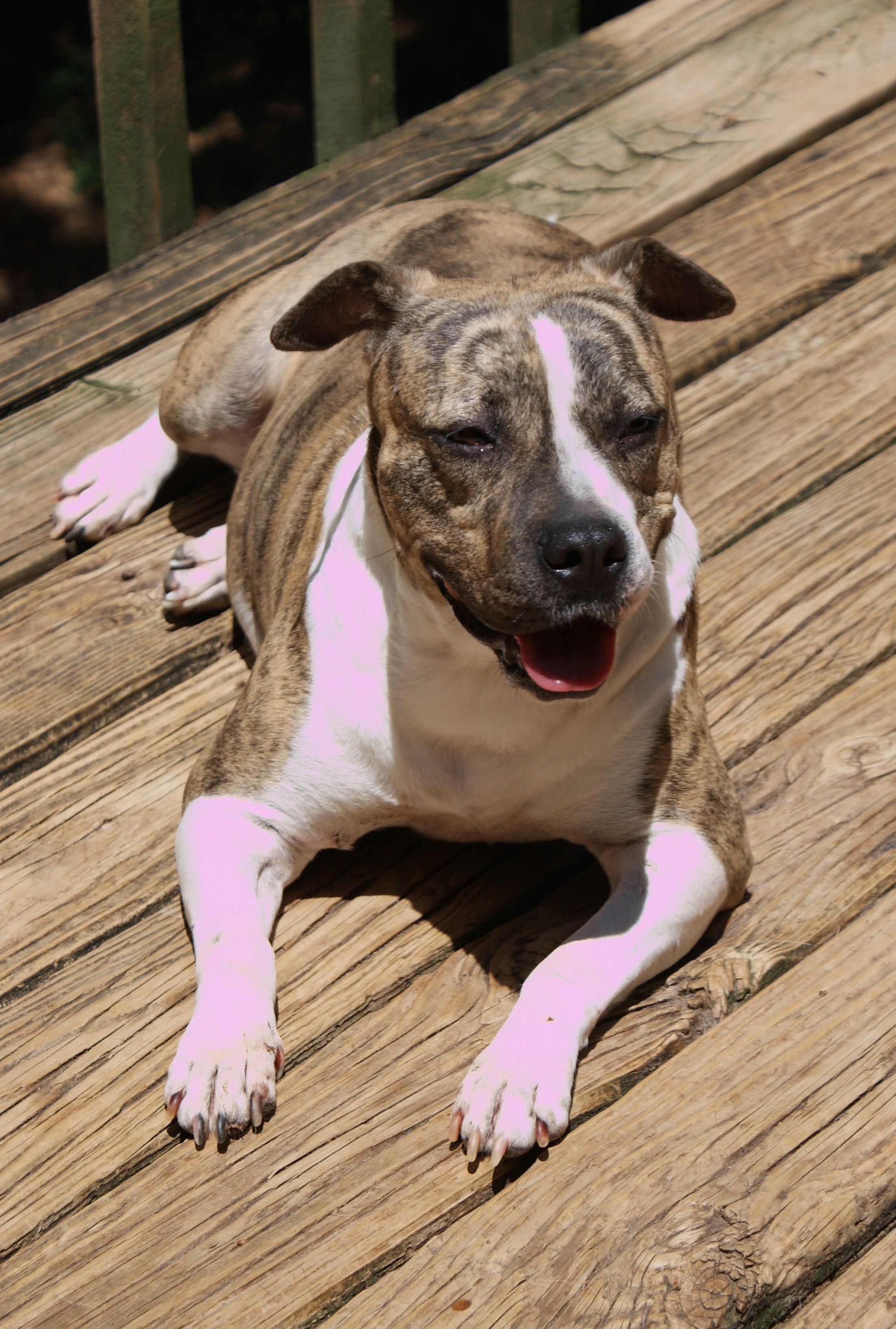 ATA, an adoptable Staffordshire Bull Terrier, American Staffordshire Terrier in Lawrenceville, GA, 30044 | Photo Image 2