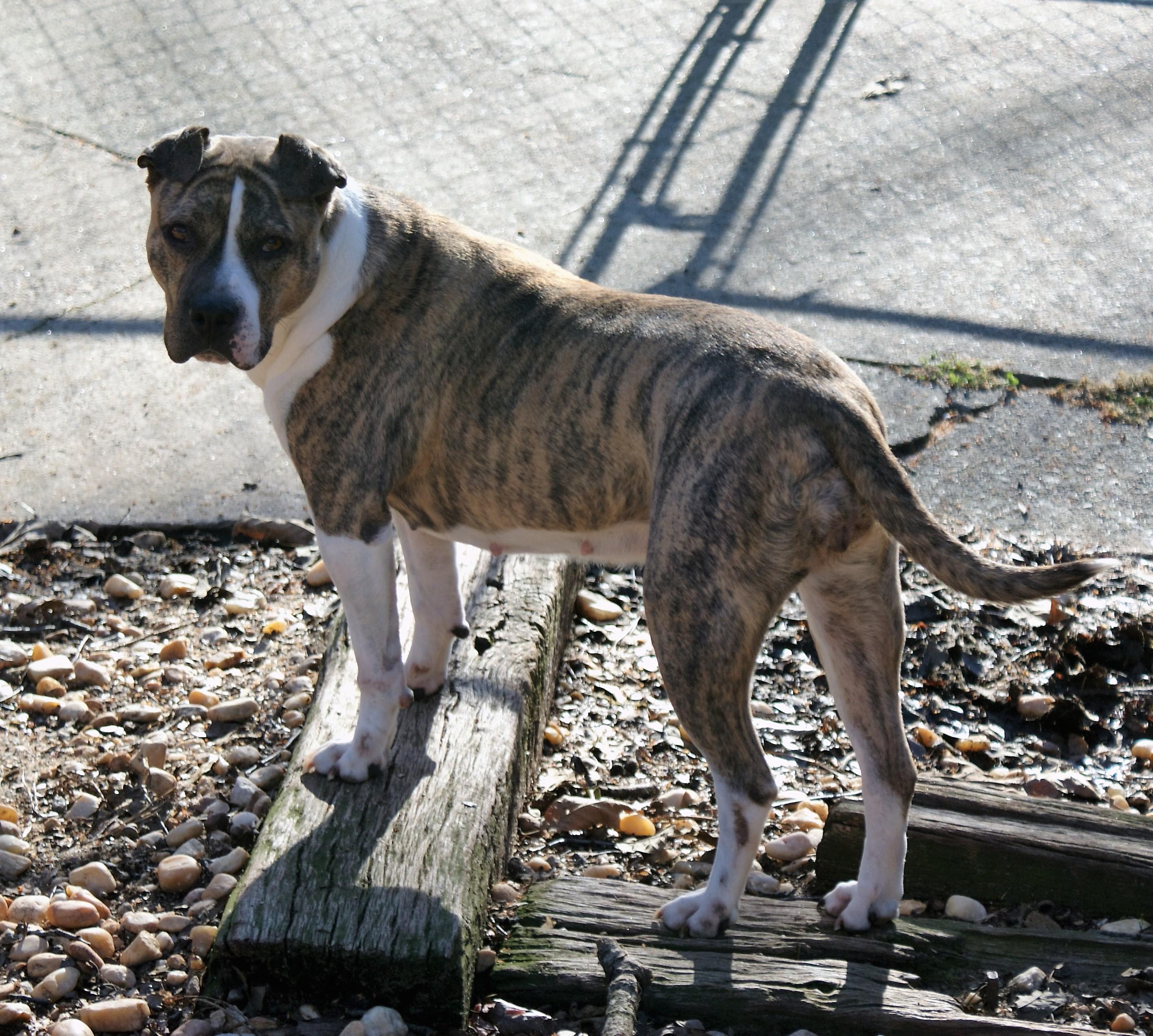 ATA, an adoptable Staffordshire Bull Terrier, American Staffordshire Terrier in Lawrenceville, GA, 30044 | Photo Image 3