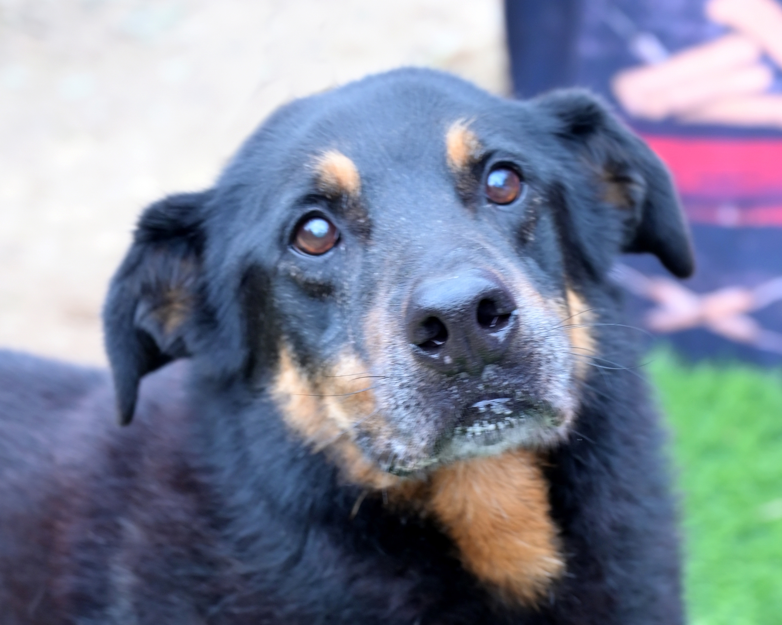 Colt, an adoptable German Shepherd Dog in Lago Vista, TX, 78645 | Photo Image 2