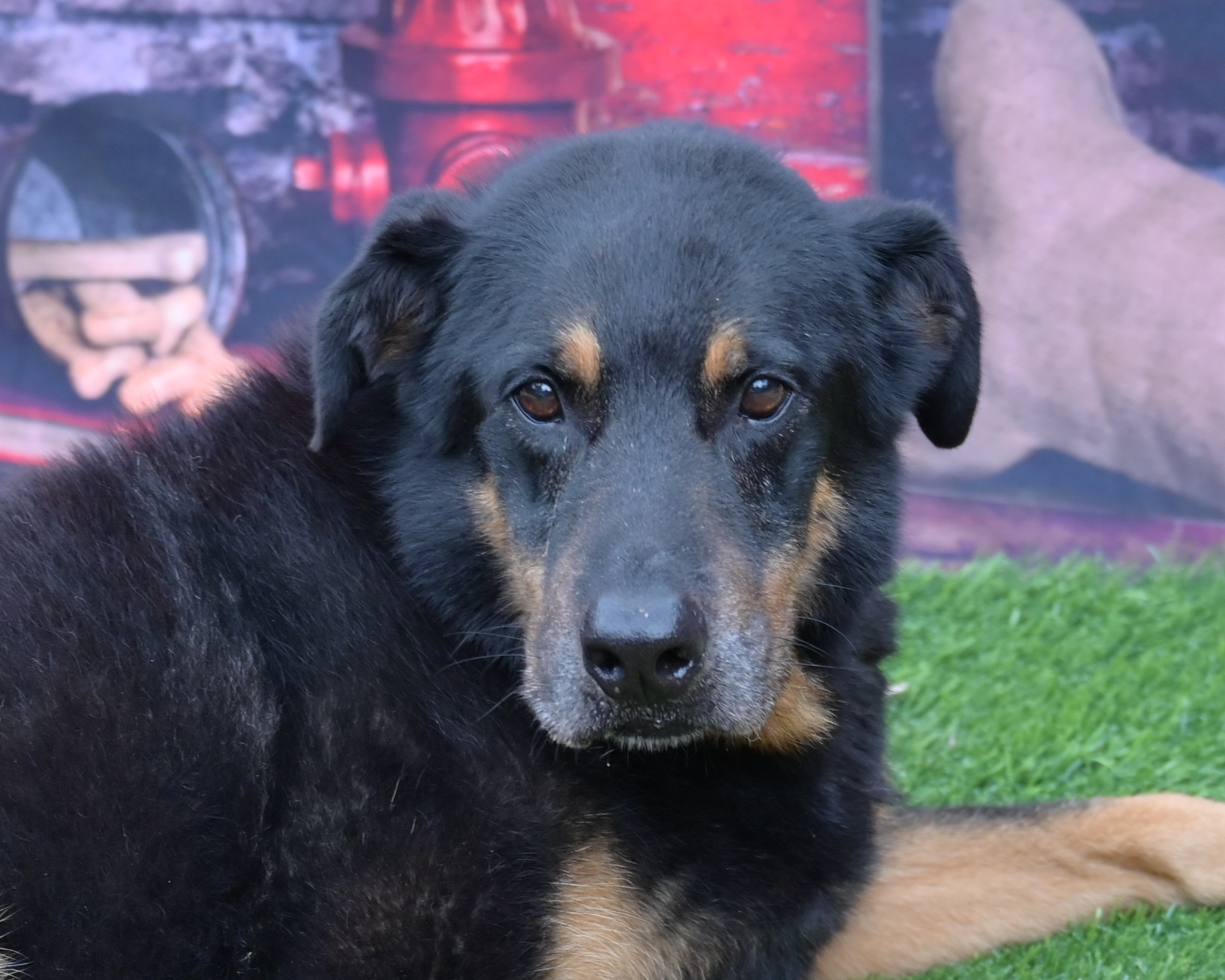 Colt, an adoptable German Shepherd Dog in Lago Vista, TX, 78645 | Photo Image 1