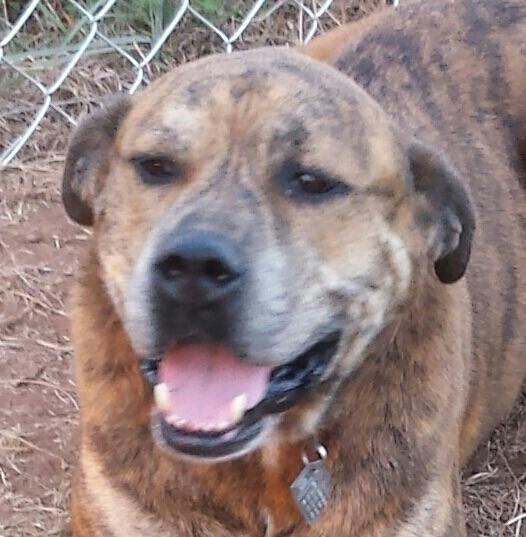 Bogie, an adoptable Pit Bull Terrier, Mastiff in Tuttle, OK, 73089 | Photo Image 1